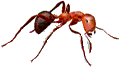 Fire Ant